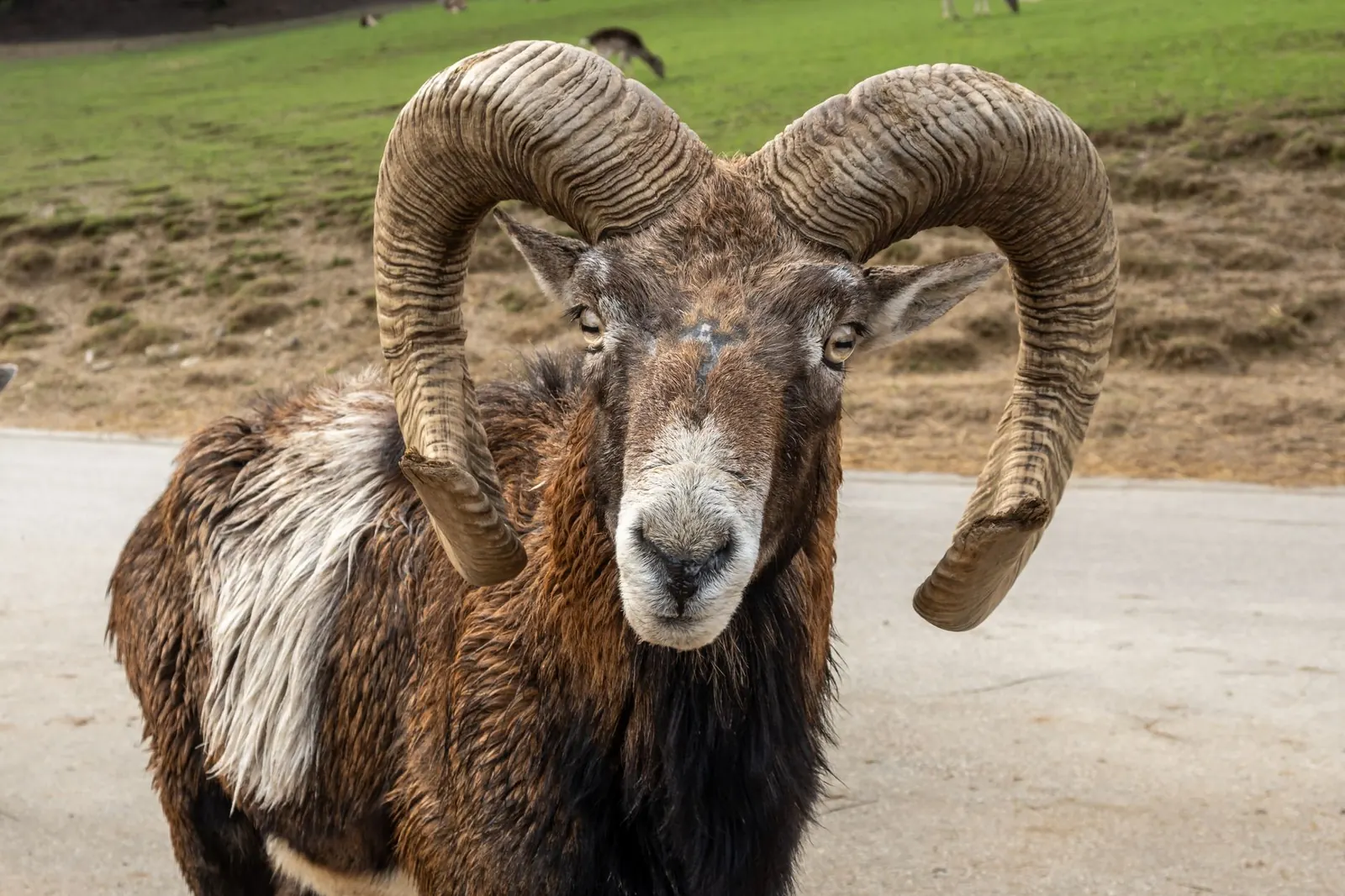 A brown mouflon ram with large curled horns standing on a path in front of a grassy field