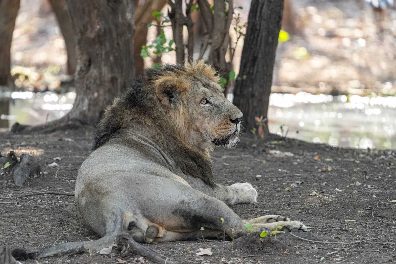 A male Asiatic lion with a dark mane lying on bare ground under trees in Gir forest, Gujarat