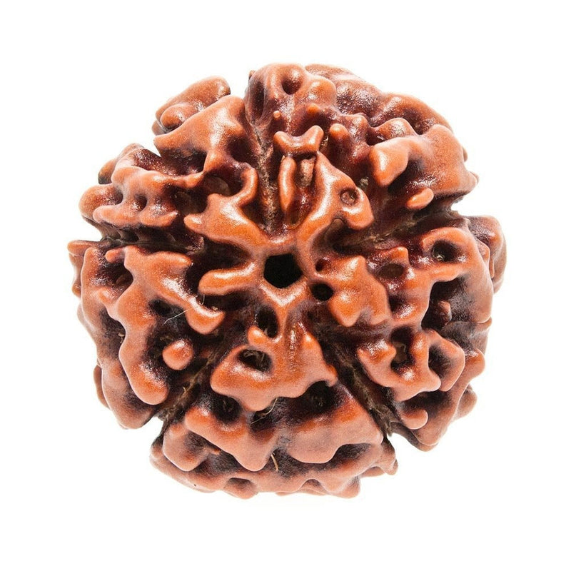 Certified 5 Mukhi Nepali Rudraksha bead showing natural vertical mukhi clefts
