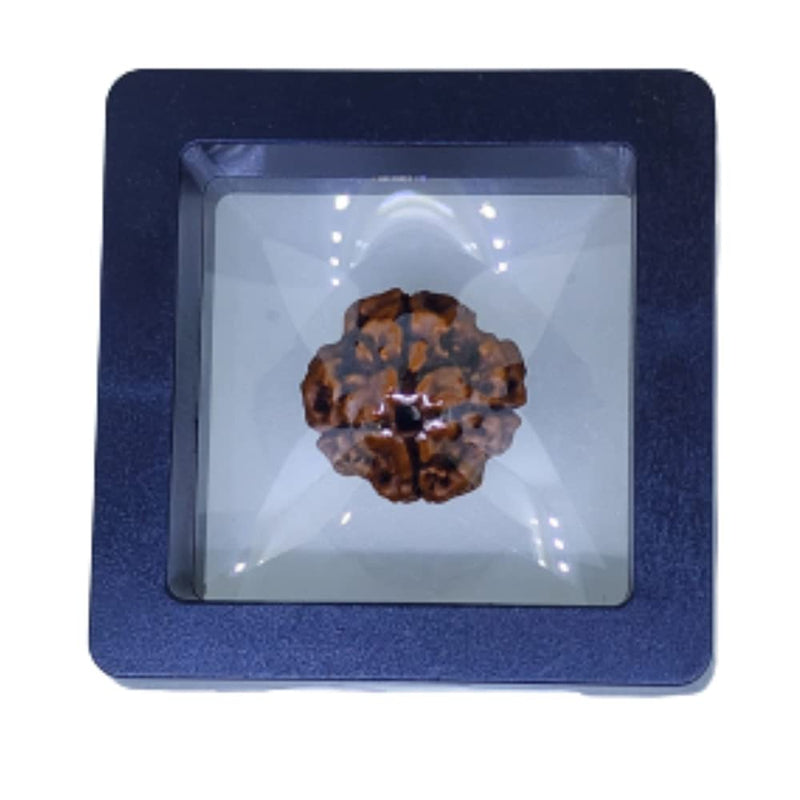 Certified 4 Mukhi Nepali Rudraksha bead with four distinct natural faces