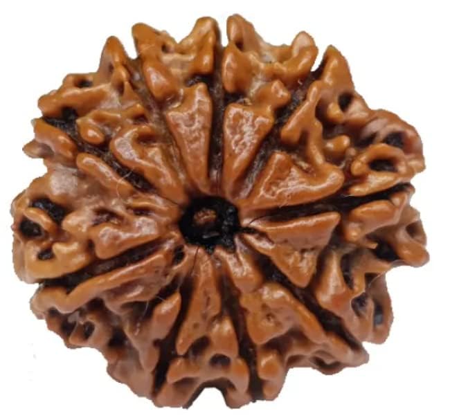 Certified Nepali 9 Mukhi Rudraksha pendant, symbol of Goddess Durga, with nine natural faces