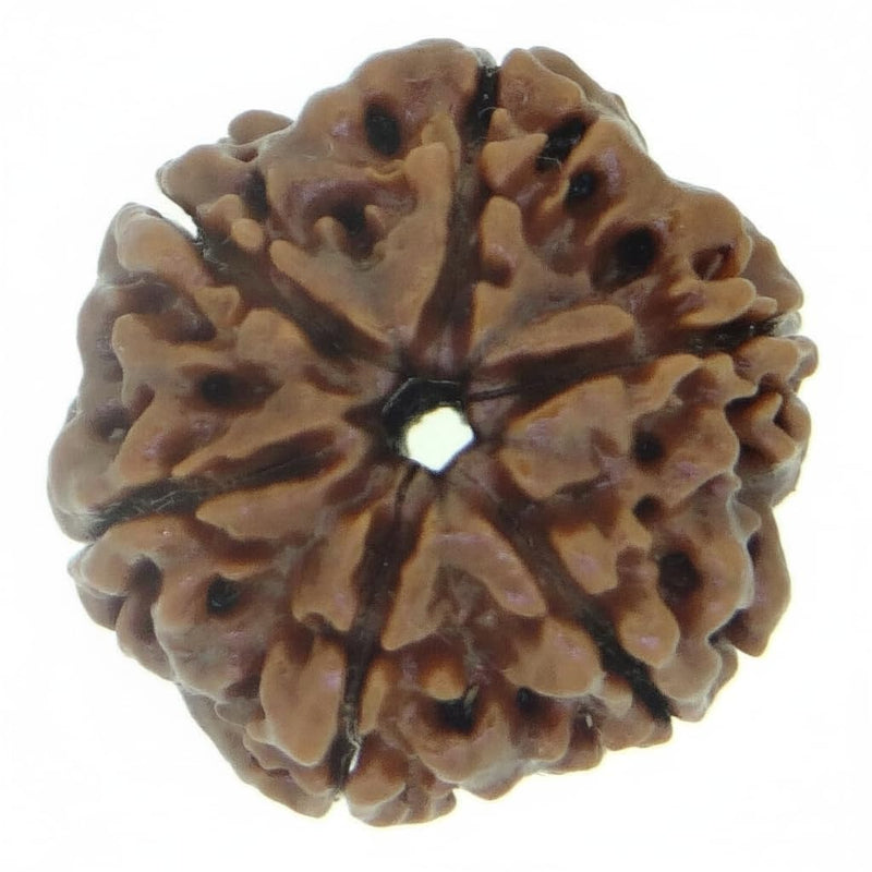 Certified 6 Mukhi Nepali Rudraksha bead, the bead of Lord Kartikeya, showing six natural faces