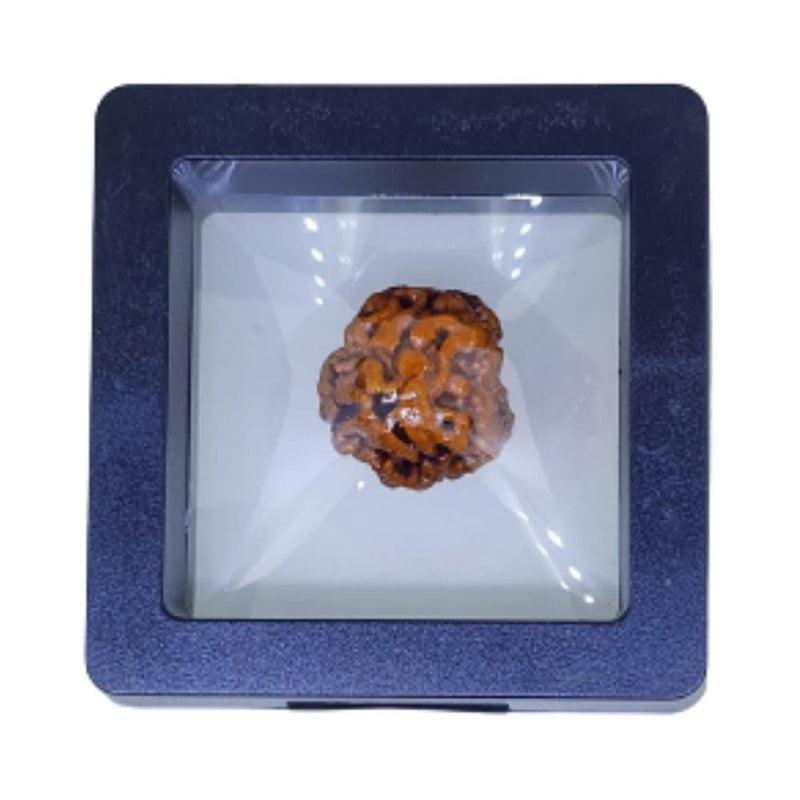 Natural 3 Mukhi Nepali Rudraksha bead with three visible faces and earthy brown texture