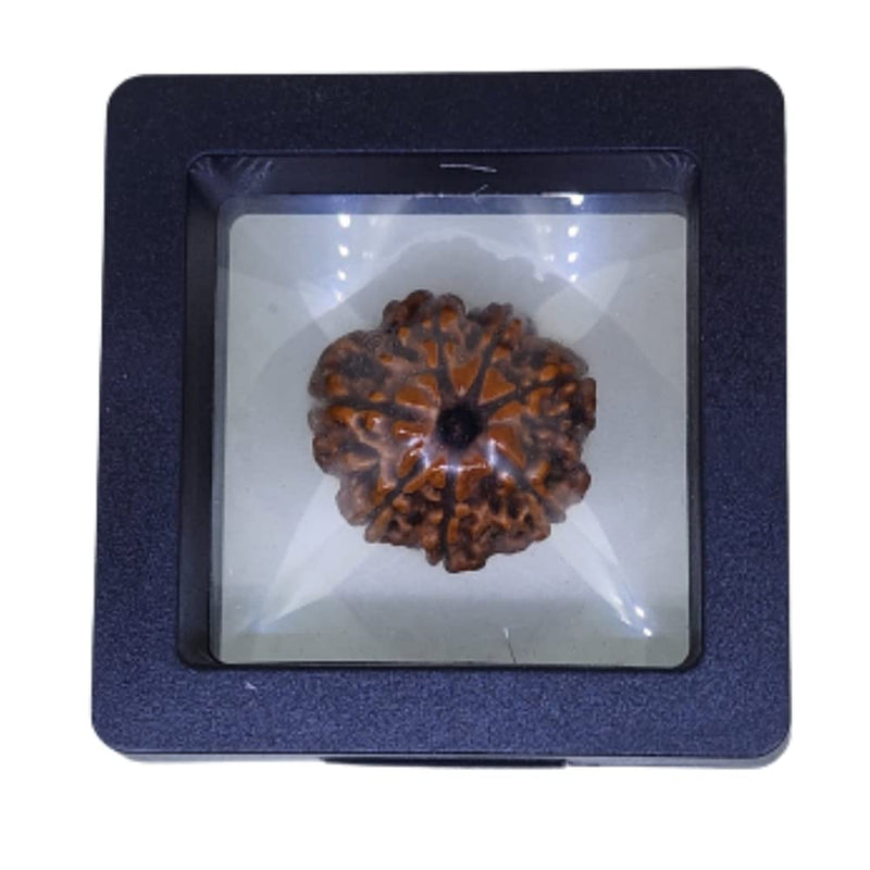 Certified 7 Mukhi Nepali Rudraksha pendant, traditionally associated with Goddess Mahalaxmi