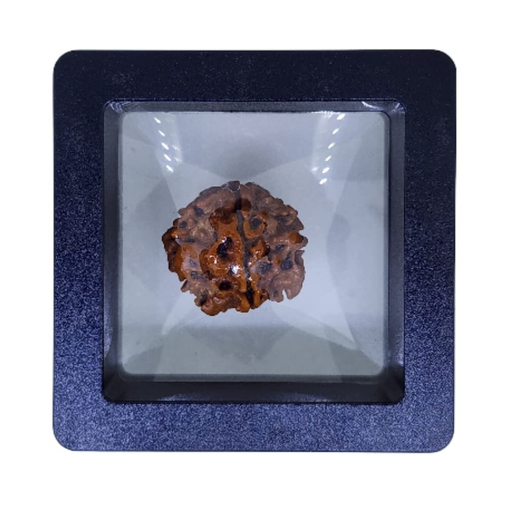 A single brown rudraksha bead pendant on a dark wooden desk beside a small brass lamp