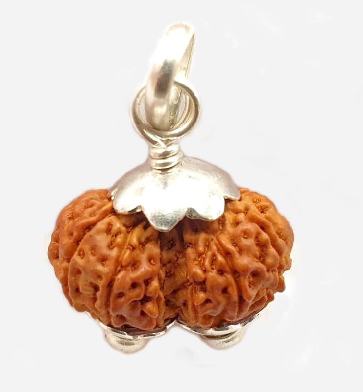 Natural Gauri Shankar Rudraksha bead, lab certified, showing two seeds naturally fused together
