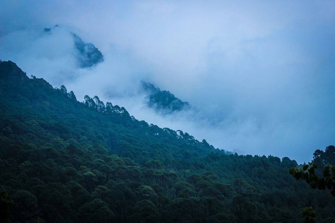High-altitude Himalayan forest landscape where Nepali Rudraksha is grown