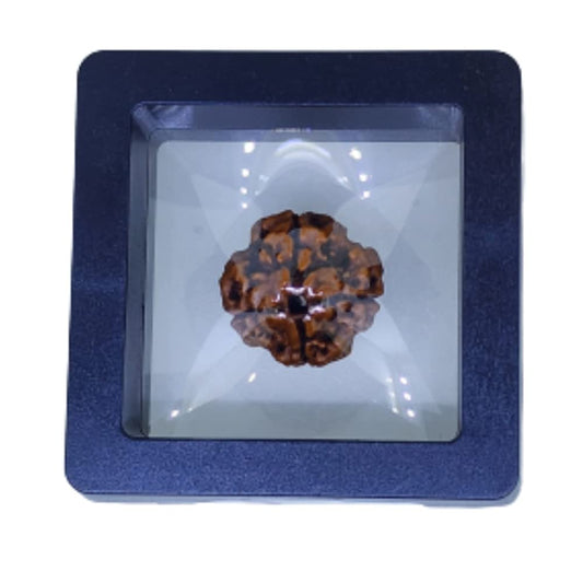 Certified 4 Mukhi Nepali Rudraksha Bead | Astroliya
