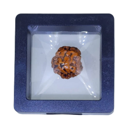 Natural 3 Mukhi Nepali Rudraksha Bead - Certified Authentic