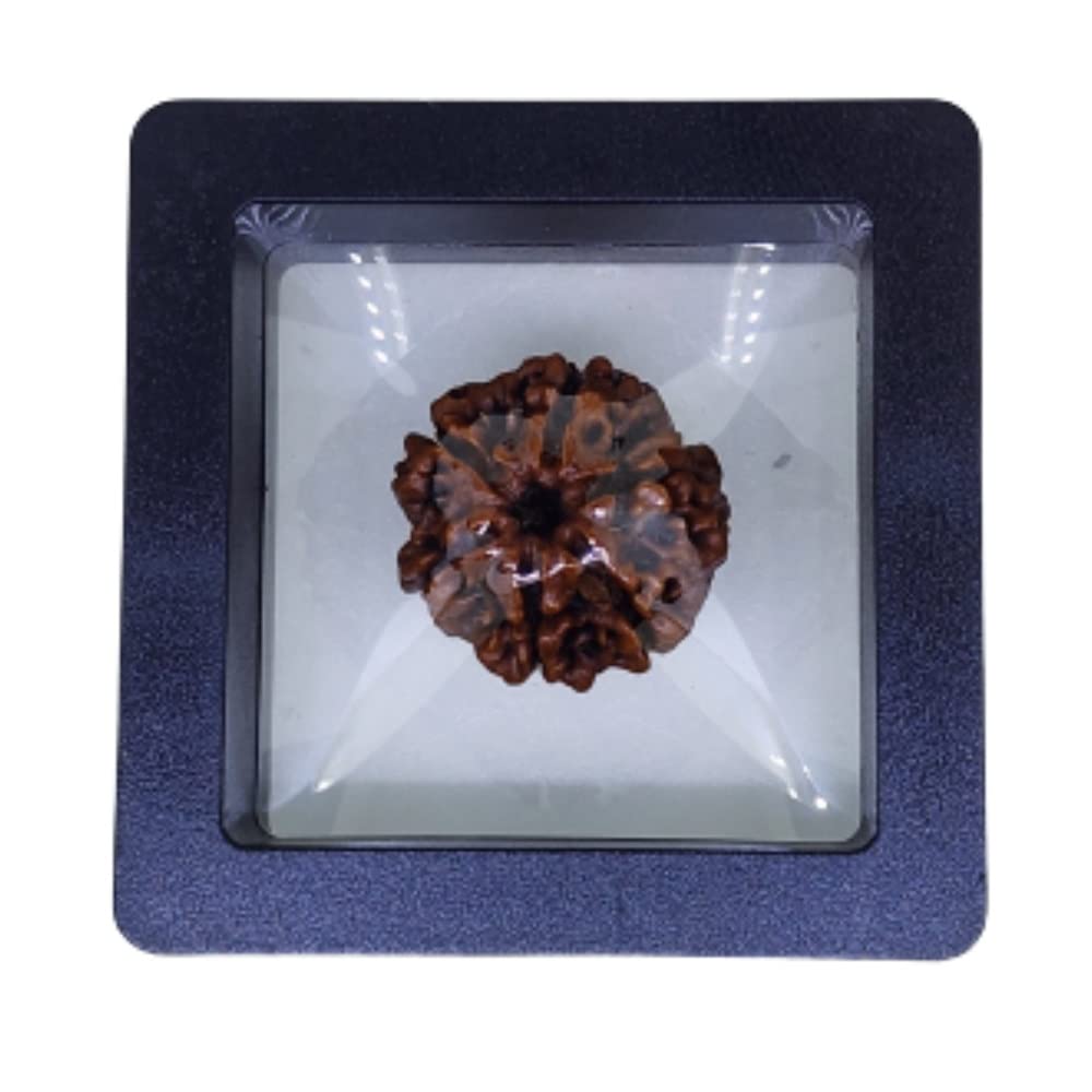 Certified 6 Mukhi Nepal Rudraksha Bead - Natural Brown Pendant