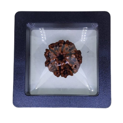 Certified 6 Mukhi Nepal Rudraksha Bead - Natural Brown Pendant
