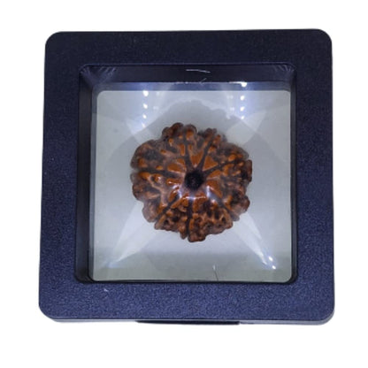 Certified 7 Mukhi Nepali Rudraksha Pendant