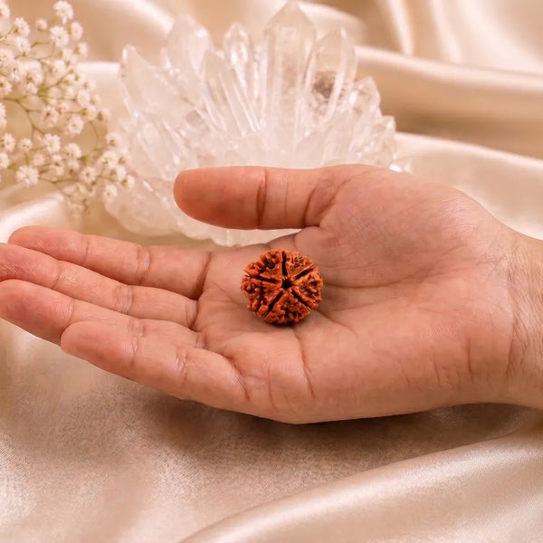 Original 5 Mukhi Nepali Rudraksha Bead – Certified Authentic