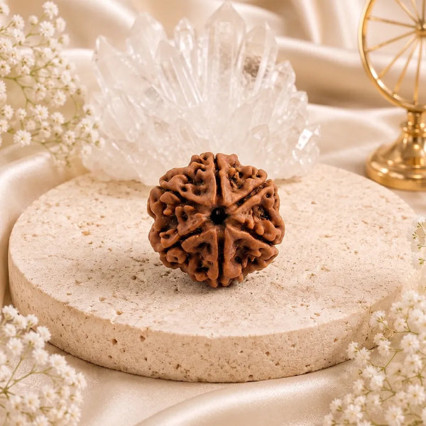 Certified 6 Mukhi Nepali Rudraksha Bead | Astroliya