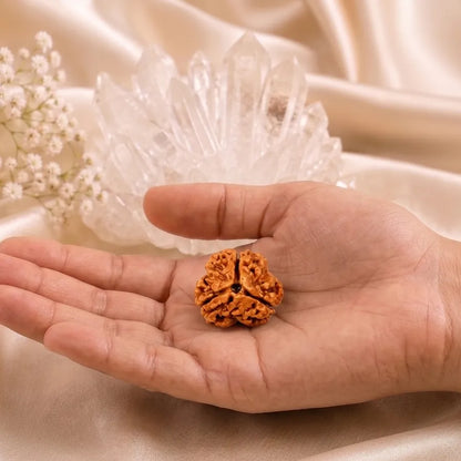 Natural 3 Mukhi Nepali Rudraksha Bead - Certified Authentic